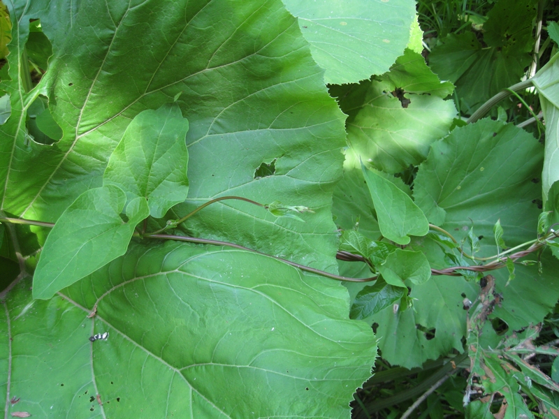 Image of Calystegia sepium specimen.