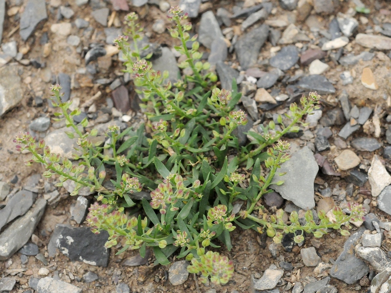 Изображение особи Lepidium apetalum.