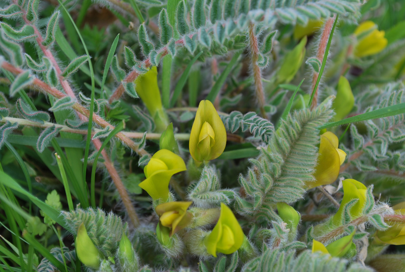 Изображение особи Astragalus atrovinosus.