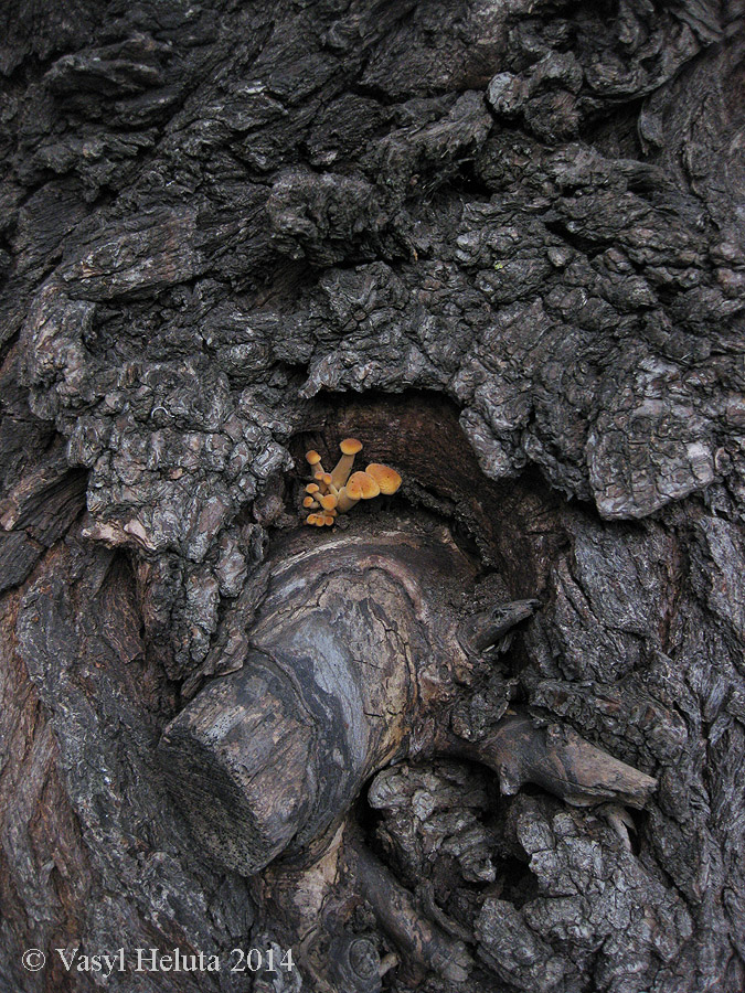 Image of Salix babylonica specimen.