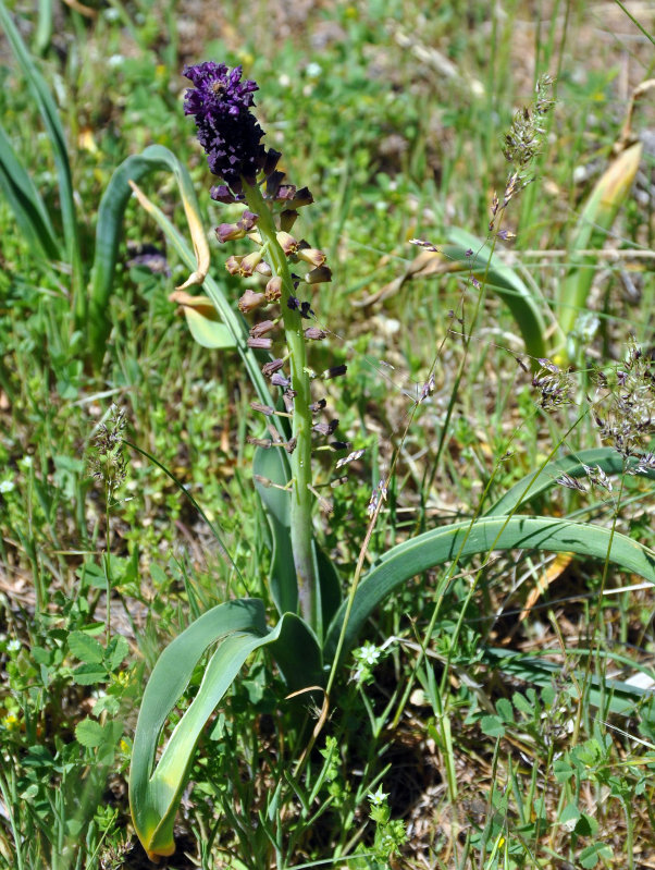 Image of Leopoldia caucasica specimen.