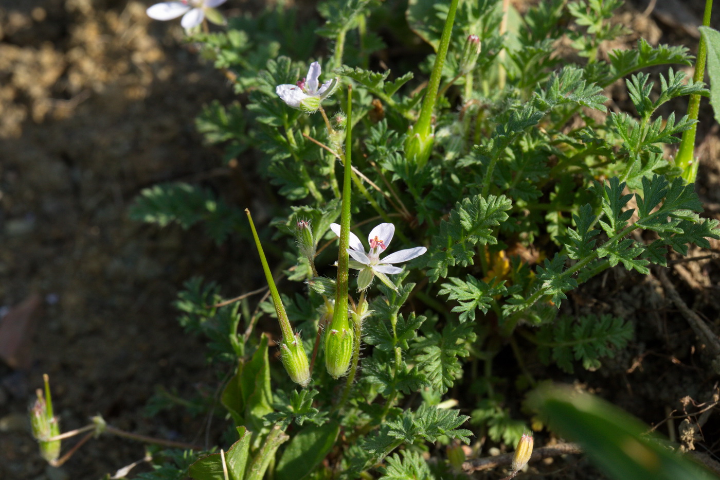 Изображение особи Erodium cicutarium.