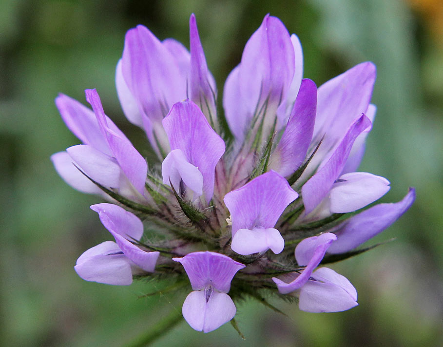 Image of Psoralea bituminosa specimen.