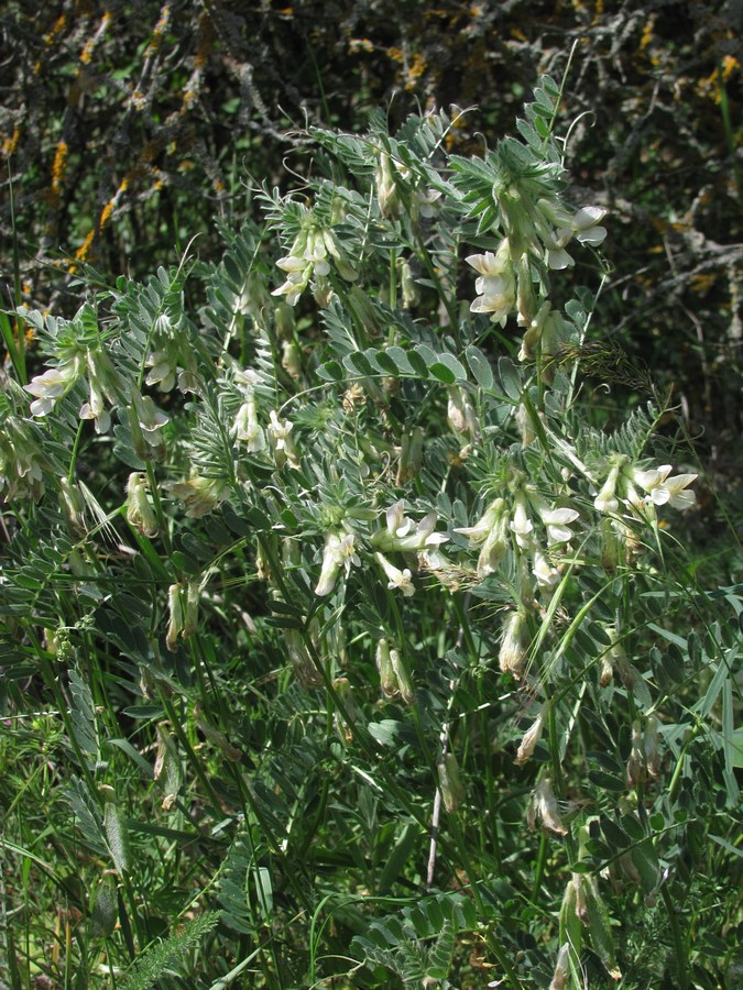 Изображение особи Vicia pannonica.