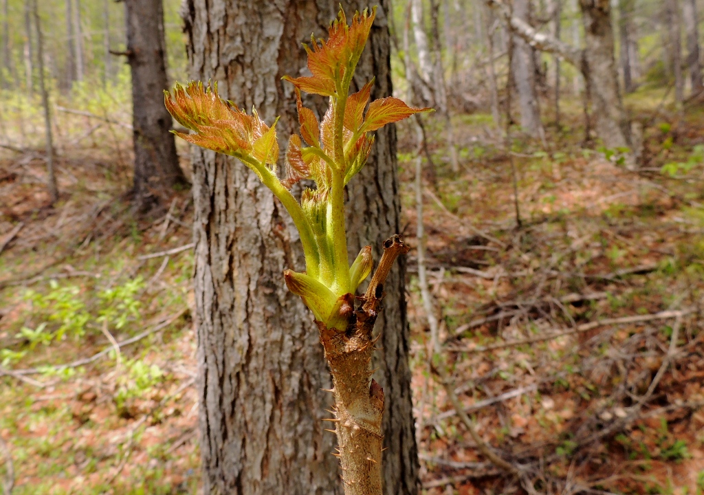 Image of Aralia elata specimen.