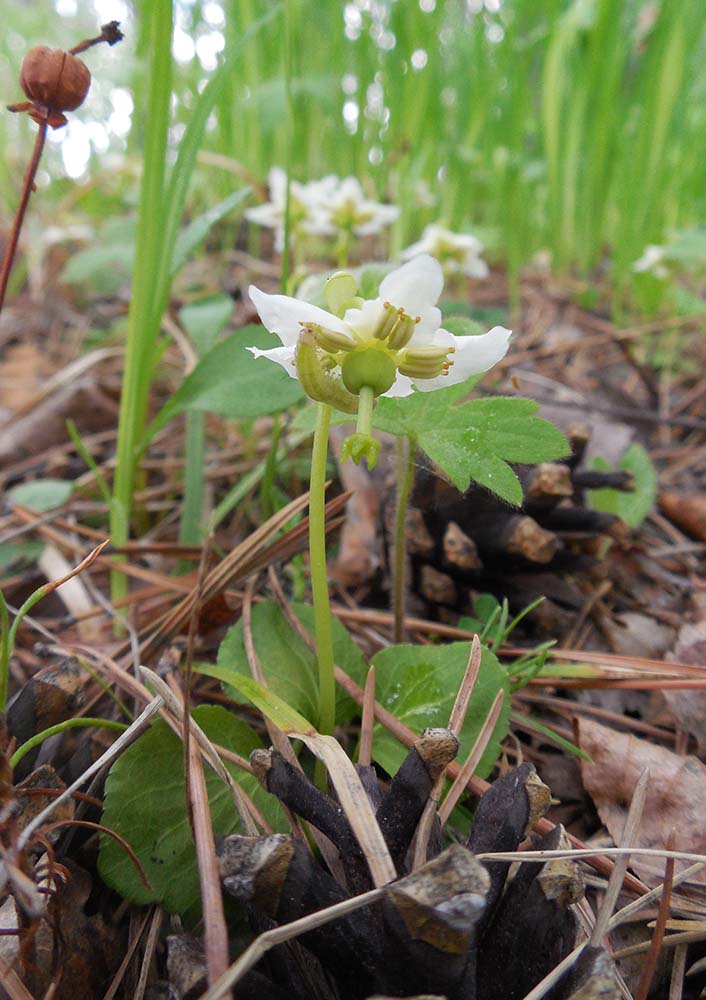 Изображение особи Moneses uniflora.