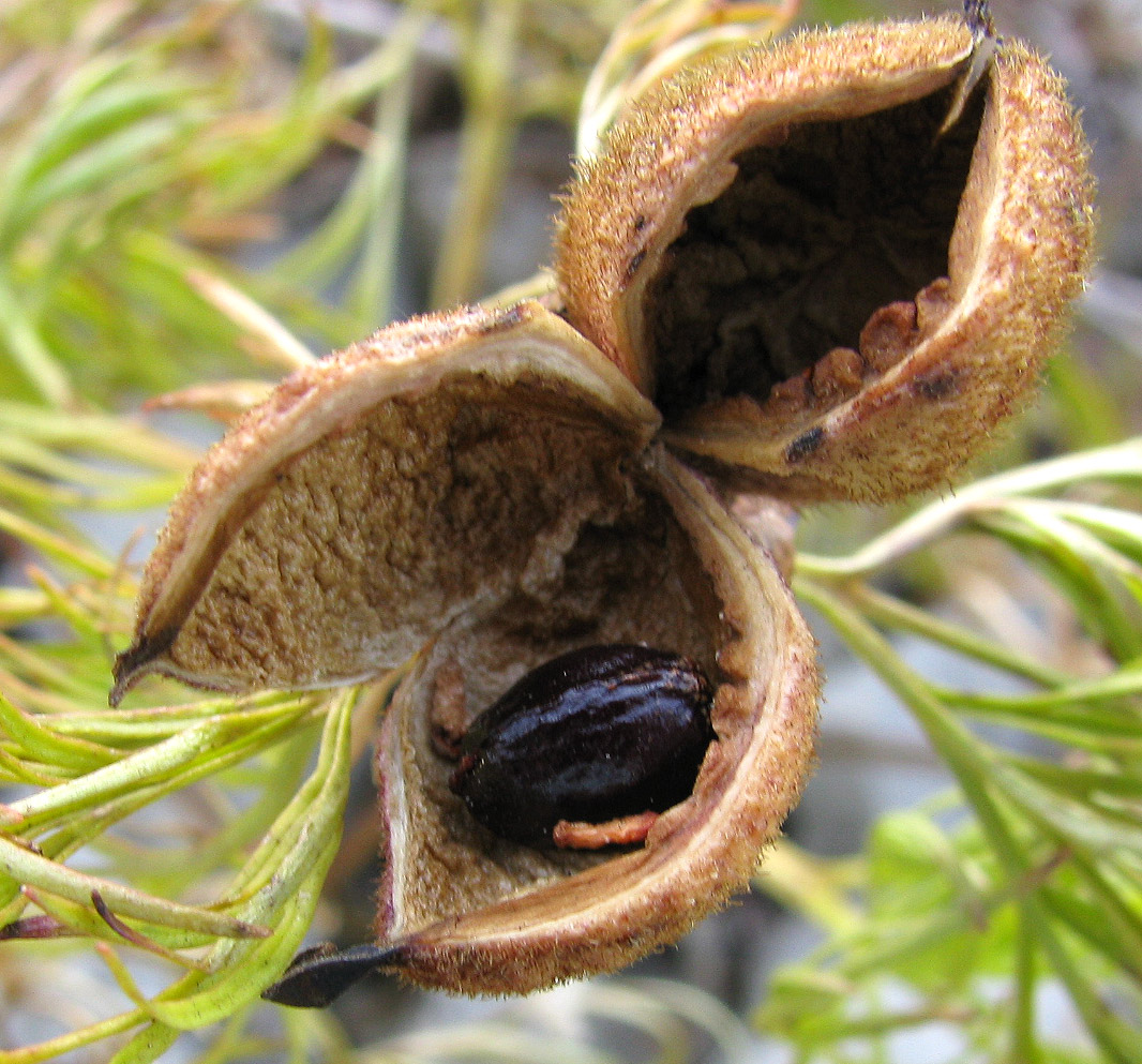 Image of Paeonia tenuifolia specimen.