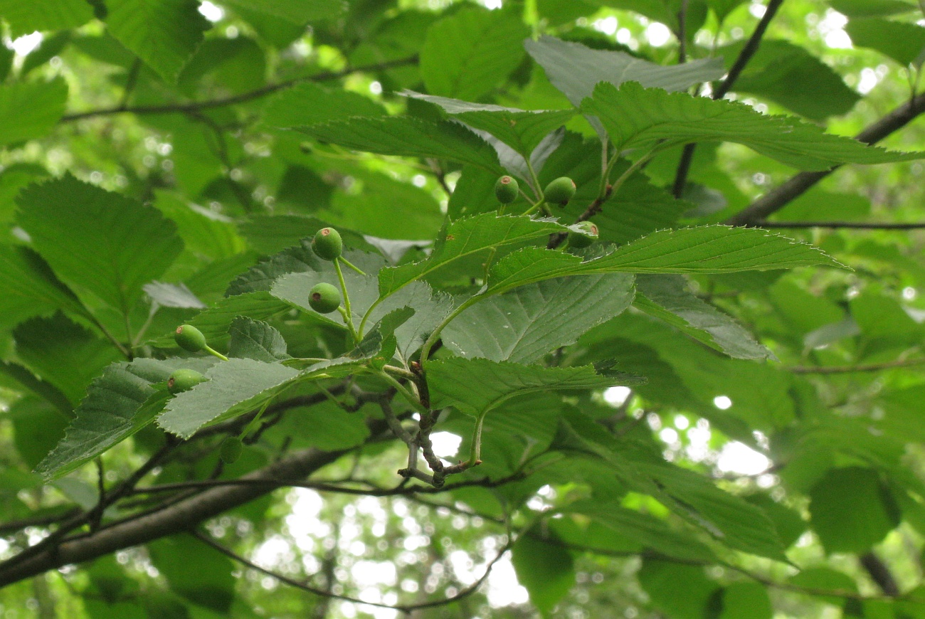 Image of Sorbus alnifolia specimen.