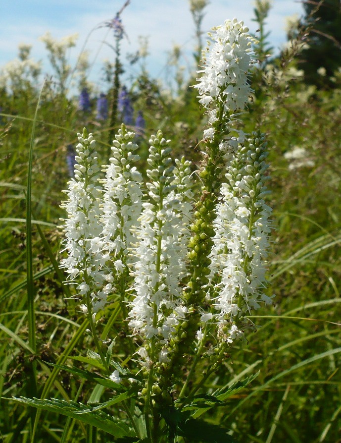 Изображение особи Veronica longifolia.