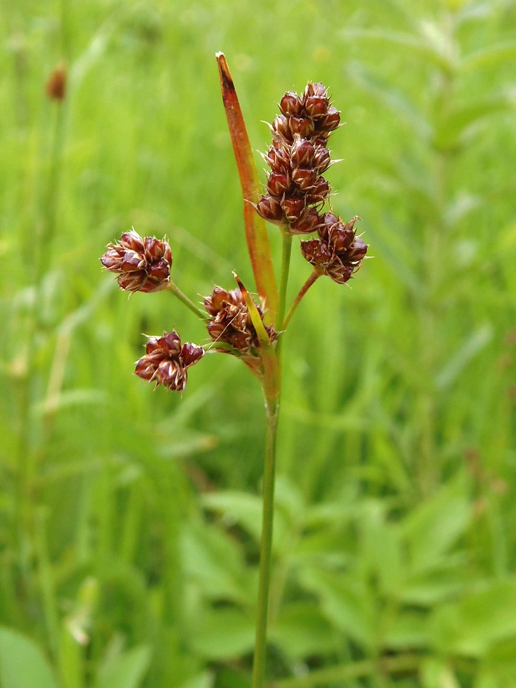 Image of Luzula multiflora specimen.