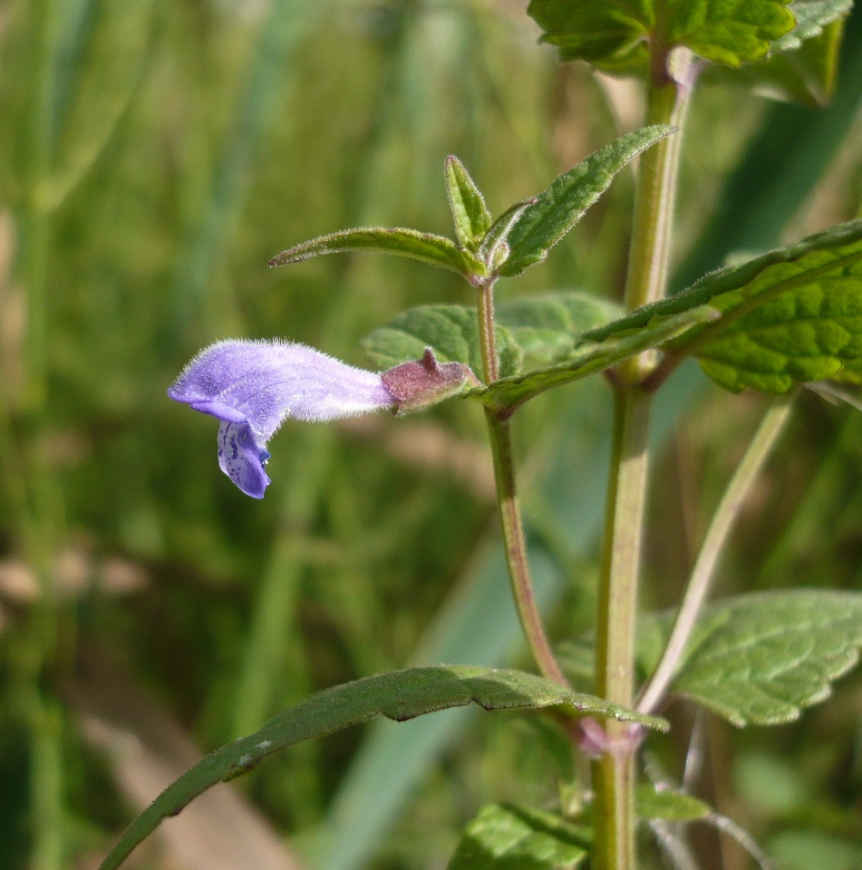 Image of Scutellaria galericulata specimen.