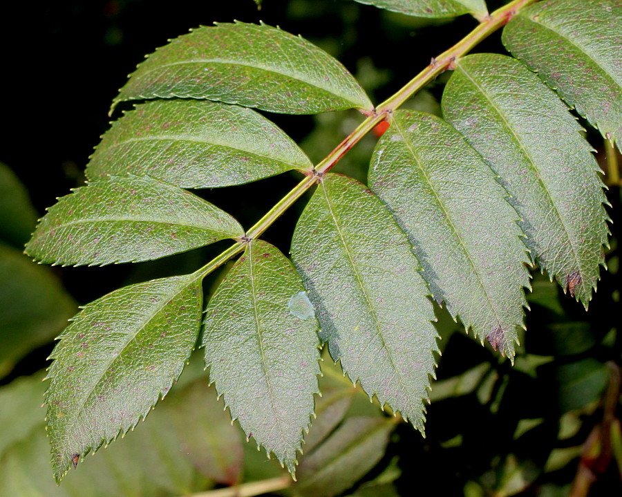 Image of genus Sorbus specimen.