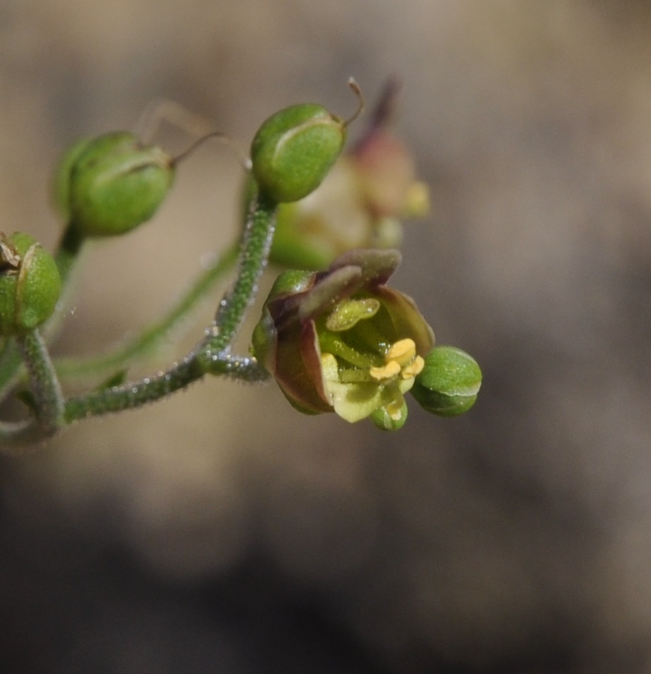 Image of Scrophularia scopolii specimen.