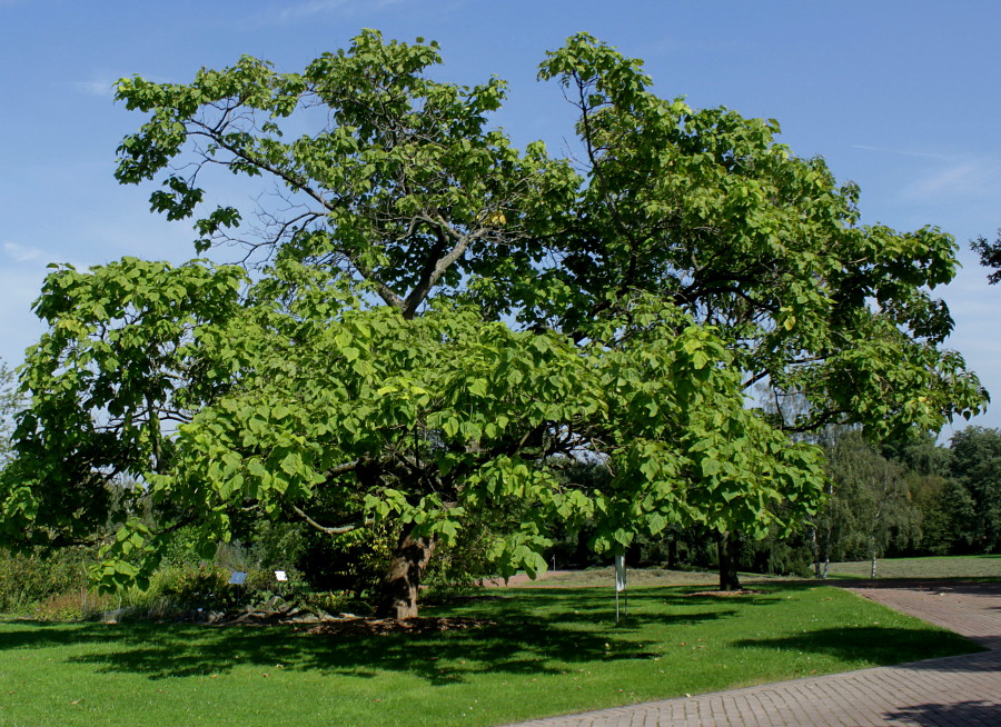 Image of Catalpa bignonioides specimen.