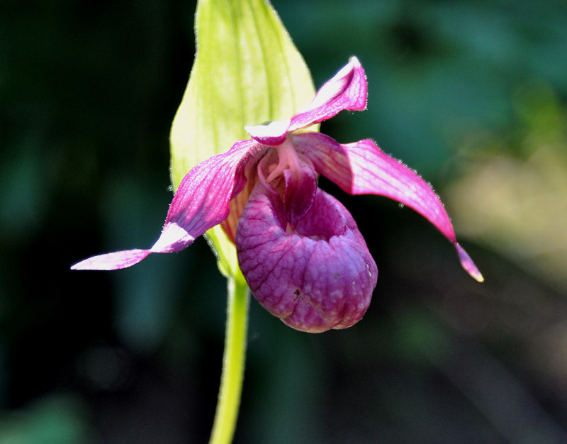 Image of genus Cypripedium specimen.