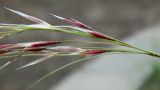 Смотреть изображение род Stipa