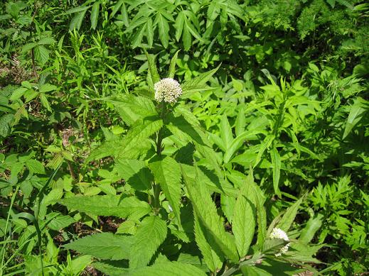 Image of Eupatorium glehnii specimen.