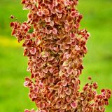 Rumex pseudonatronatus. Часть соплодия. Хакасия, окр. г. Сорск. 13.08.2009.