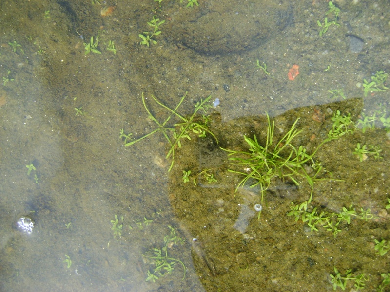 Image of Limosella aquatica specimen.