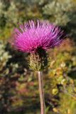 Cirsium heterophyllum. Соцветие. Окрестности Мурманска, середина августа 2008 г.