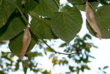 Tilia americana