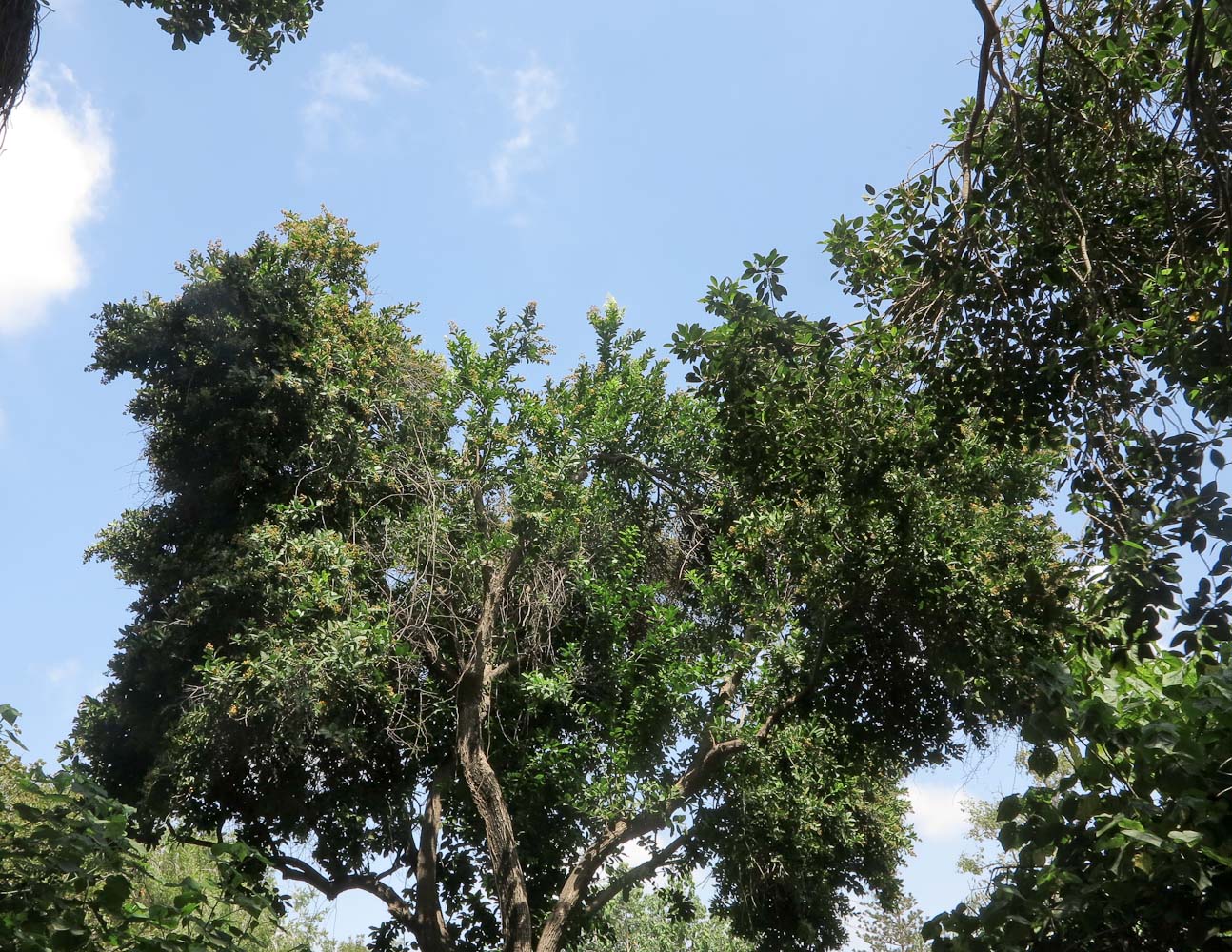 Image of Ehretia tinifolia specimen.