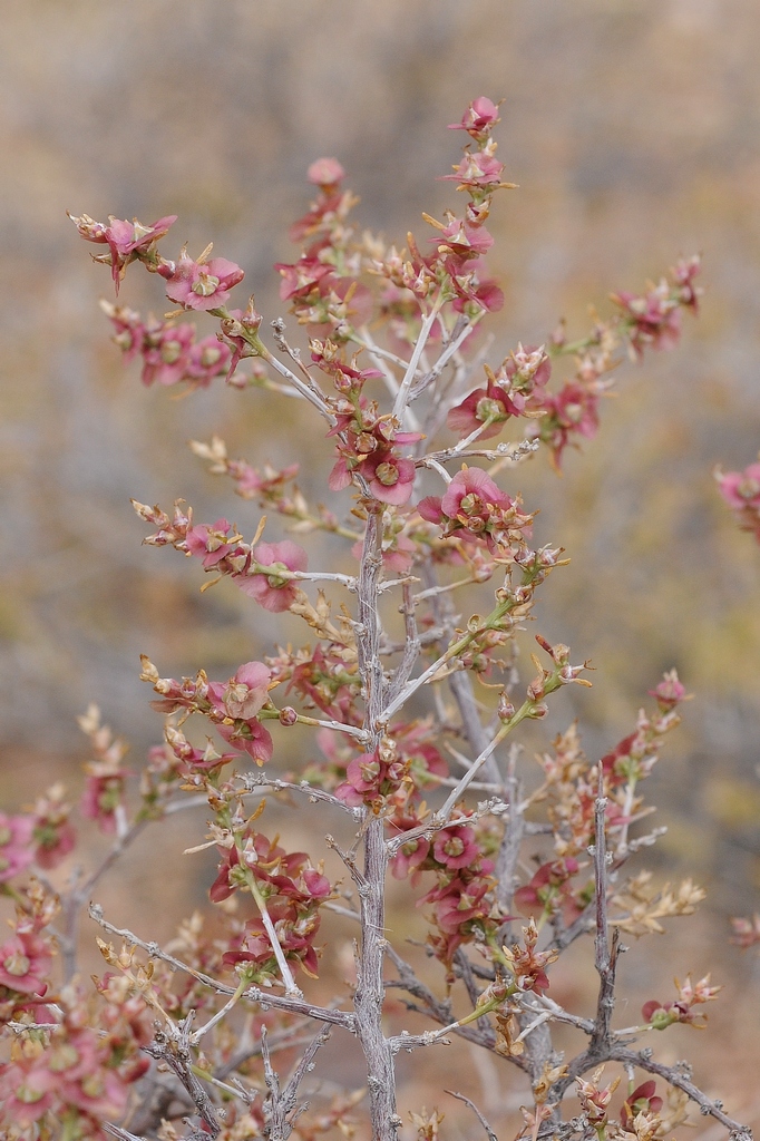 Image of Salsola arbusculiformis specimen.