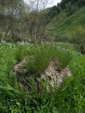 Festuca rubra