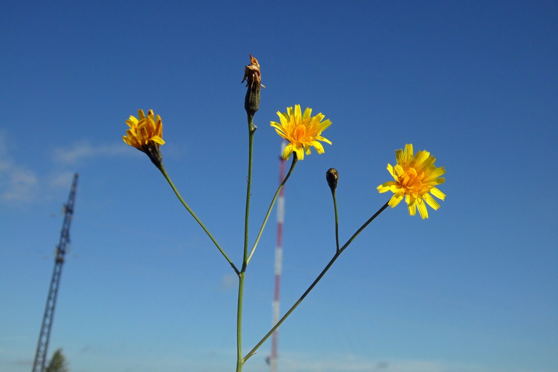 Изображение особи Scorzoneroides autumnalis.