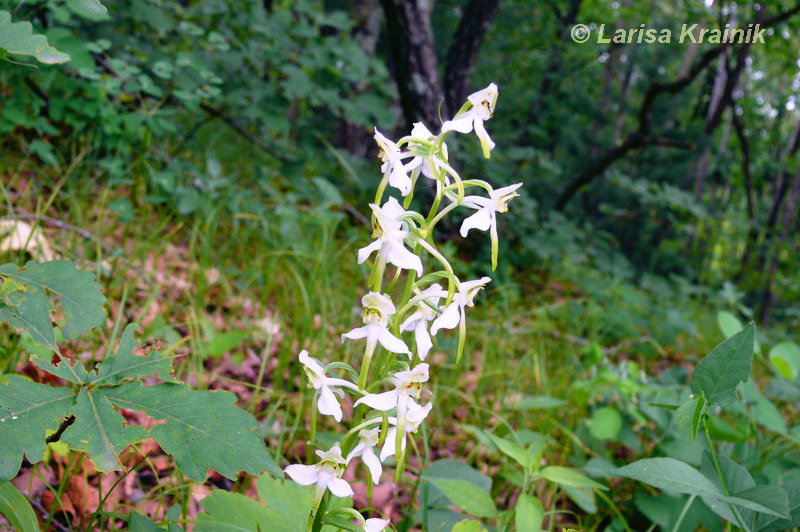 Изображение особи Platanthera densa.