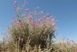 Astragalus polyceras