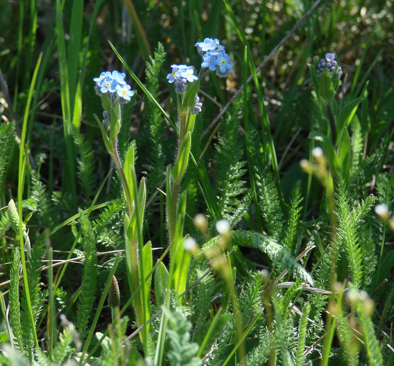 Изображение особи Myosotis imitata.