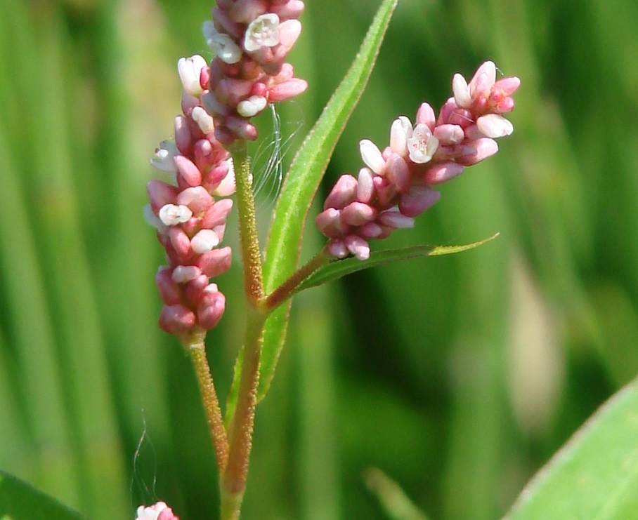 Изображение особи род Persicaria.