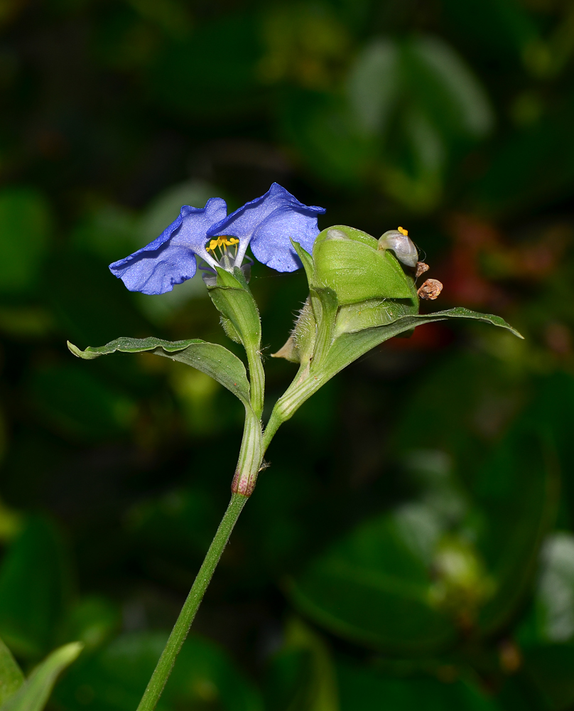 Изображение особи Commelina erecta.