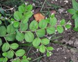 Ziziphus mauritiana. Верхушка ветви молодого кустарника. Андаманские острова, остров Хейвлок, прибрежный лес. 01.01.2015.