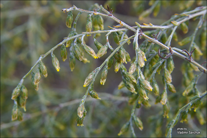 Image of Artemisia santonicum specimen.