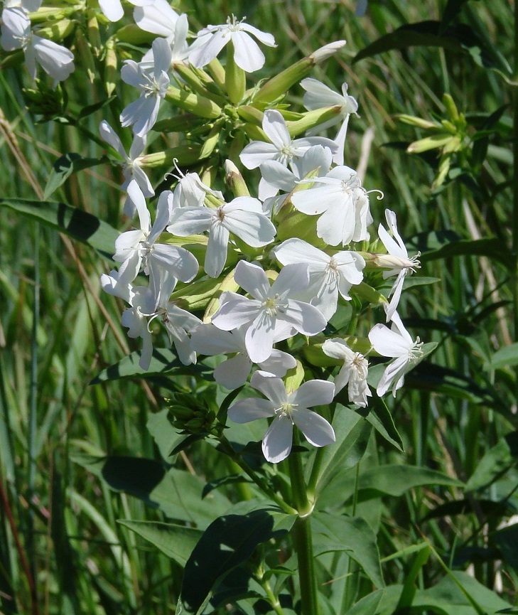 Image of Saponaria officinalis specimen.