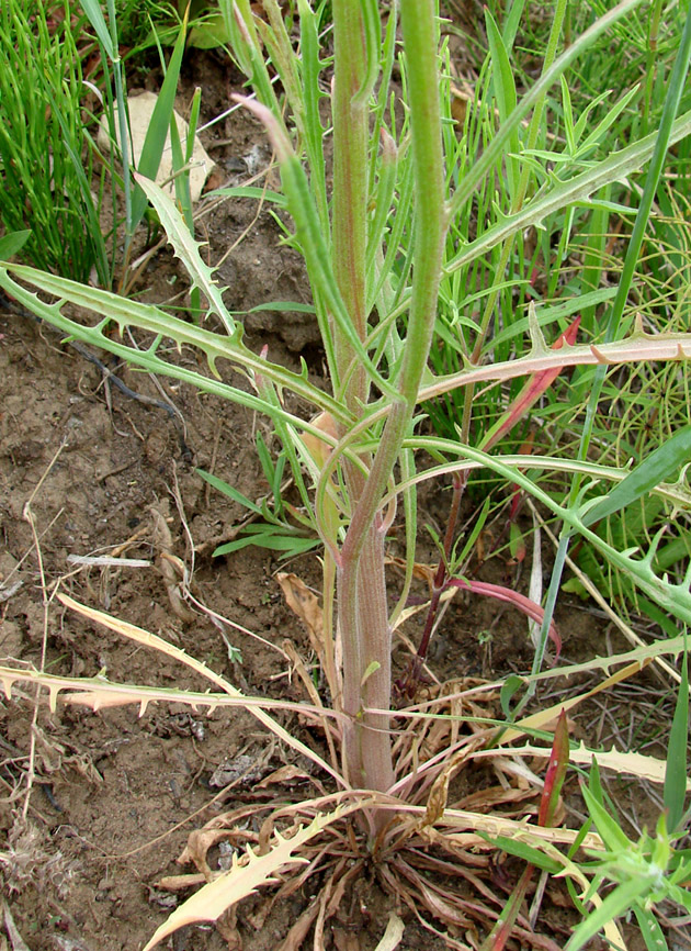 Image of Crepis tectorum specimen.