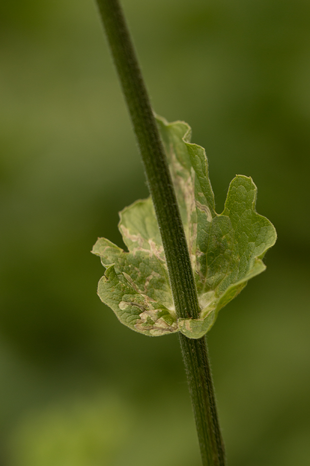 Image of Doronicum macrophyllum specimen.