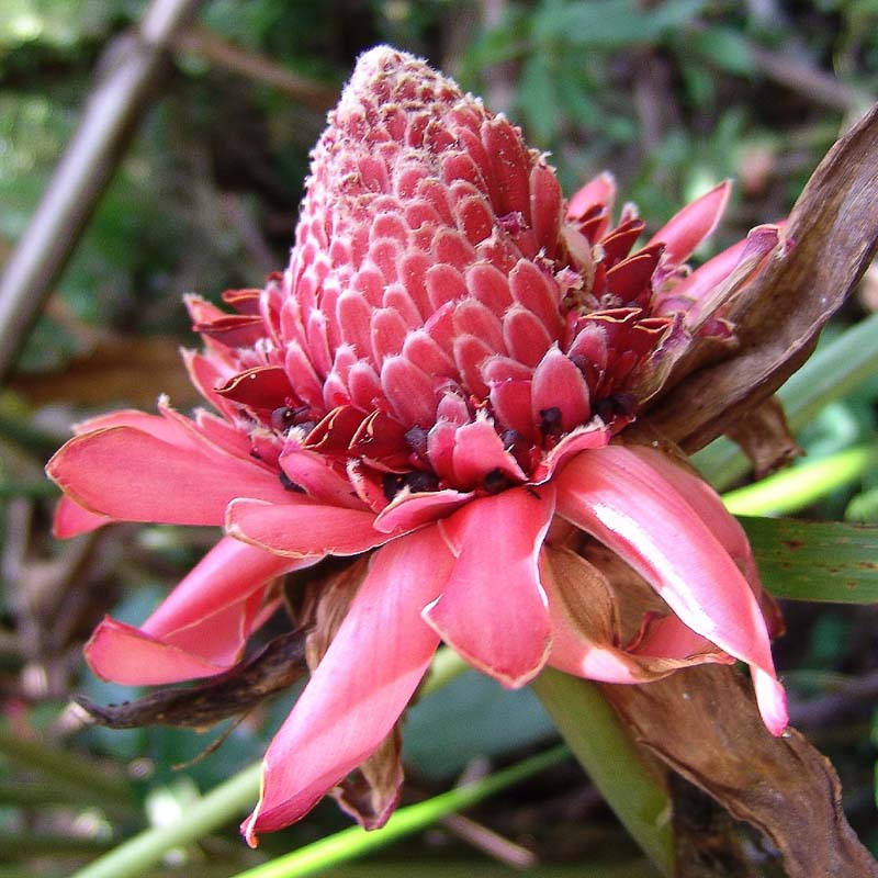 Image of Etlingera elatior specimen.