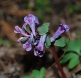 Corydalis solida