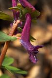 Corydalis solida