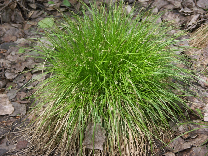 Image of Carex elongata specimen.