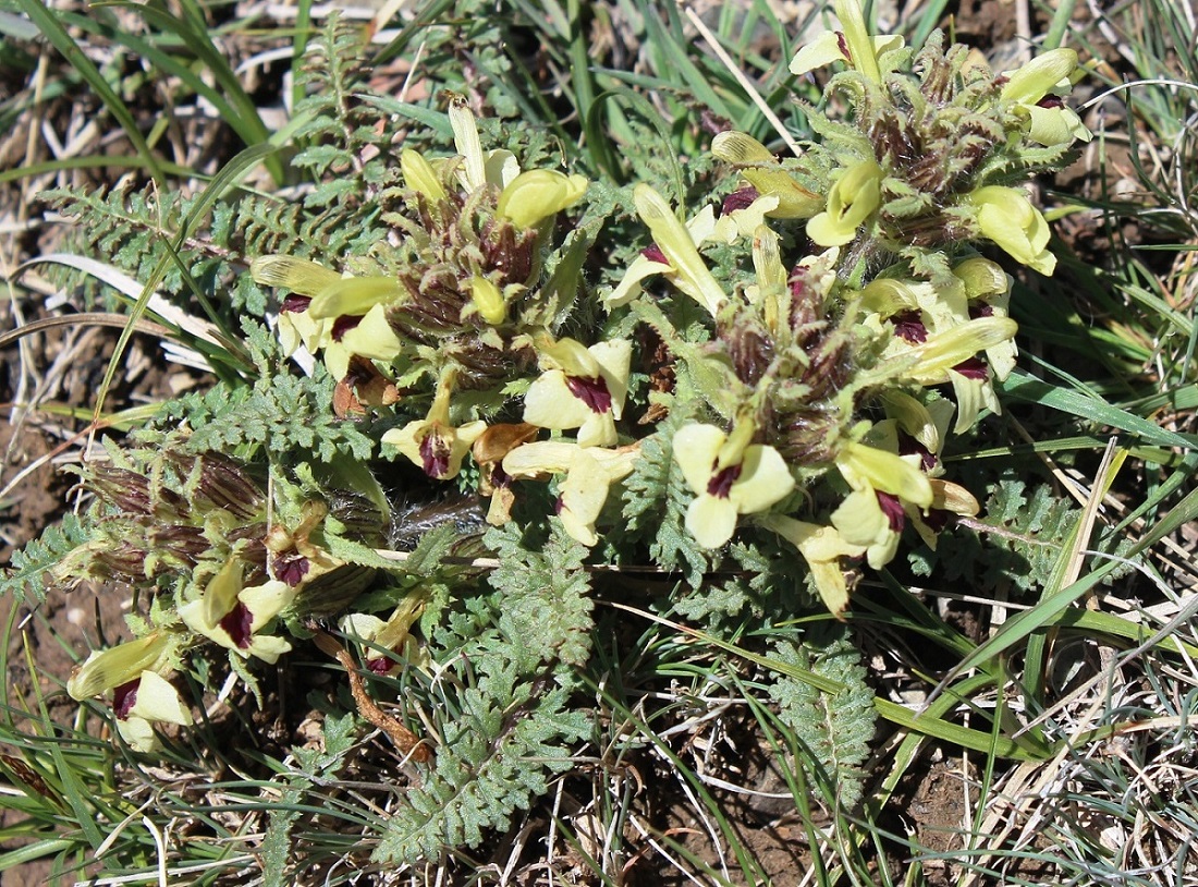 Изображение особи Pedicularis semenowii.