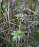 Смотреть изображение Lamium amplexicaule разновидность orientale