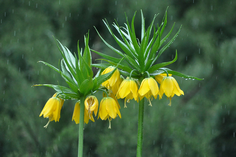 Изображение особи Fritillaria imperialis.