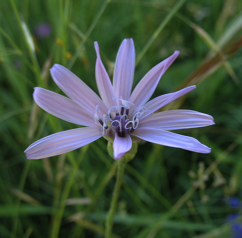 Image of Scorzonera purpurea specimen.