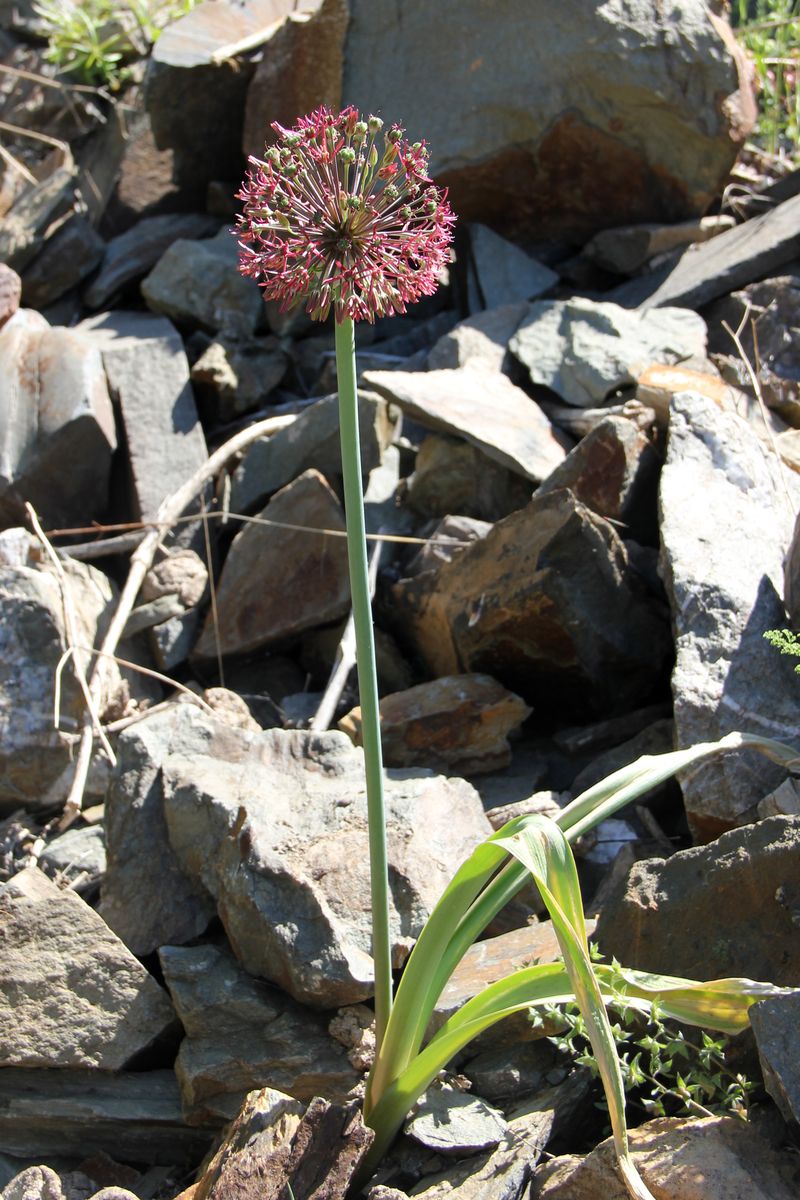 Изображение особи Allium taeniopetalum.