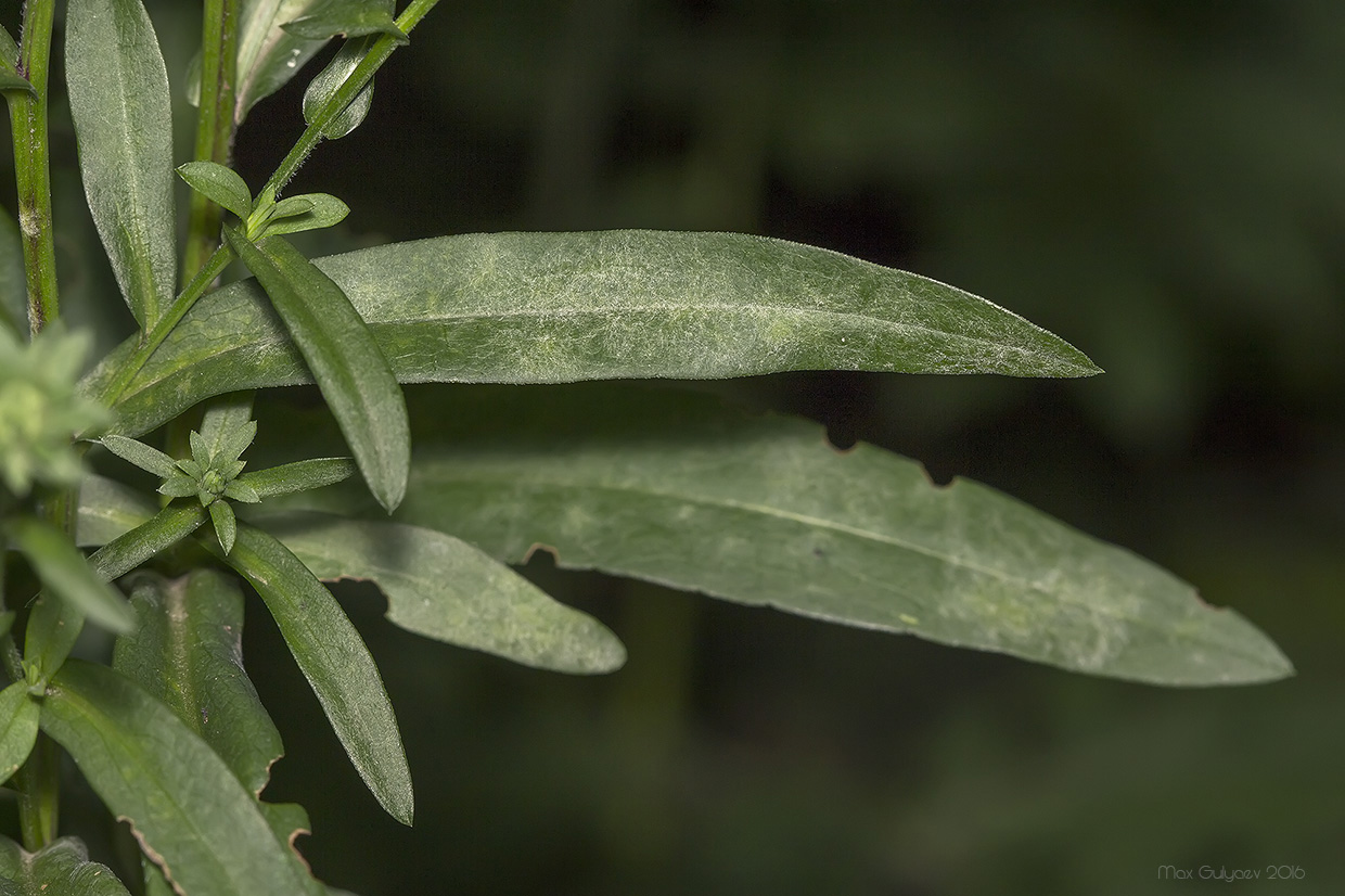 Image of genus Symphyotrichum specimen.