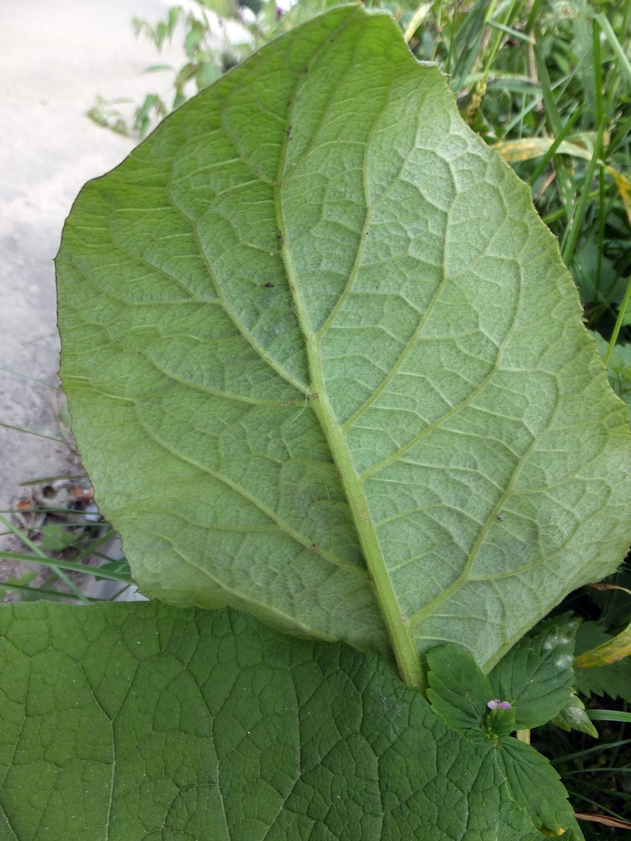 Изображение особи Arctium tomentosum.